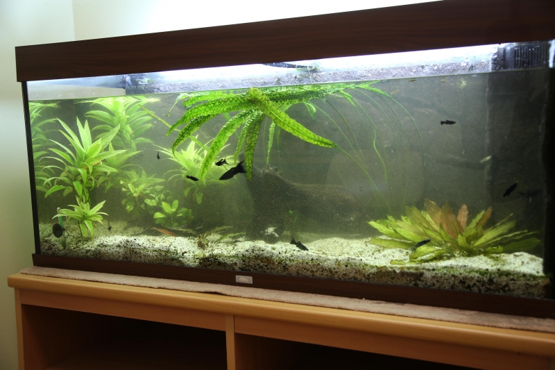 AG Aquarien
